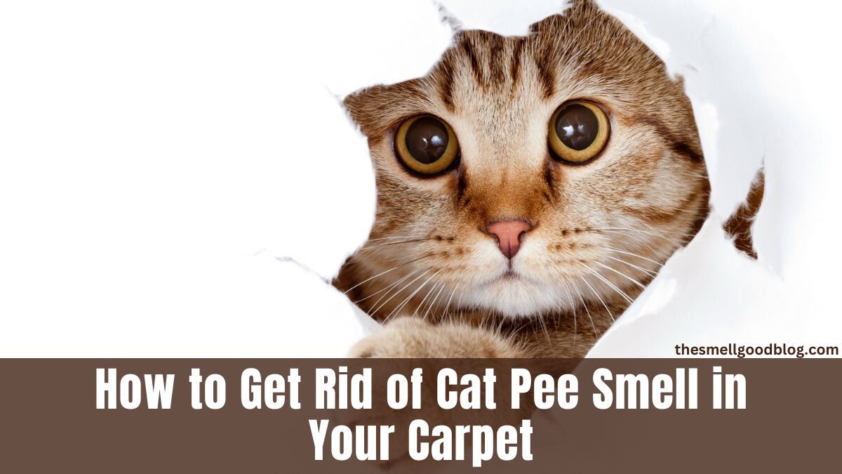 How to get rid of cat pee smell on your carpet